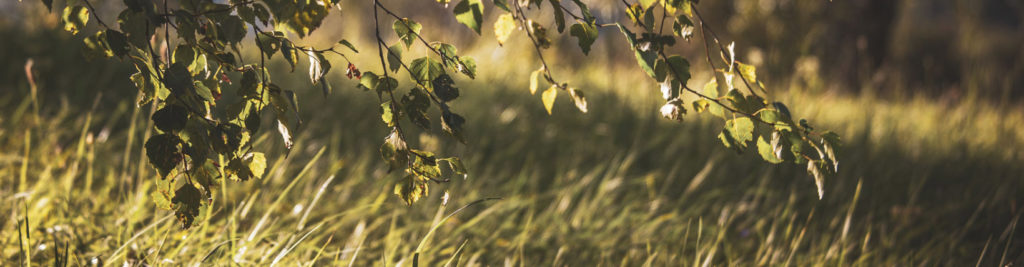 Grass and trees